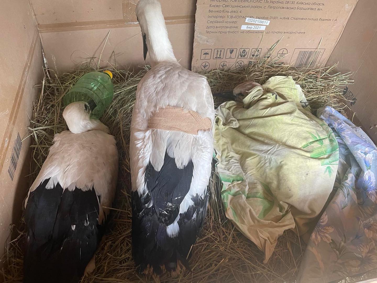 Харьковчане борются за жизнь птенцов аистов, которые сильно травмировались из-за непогоды